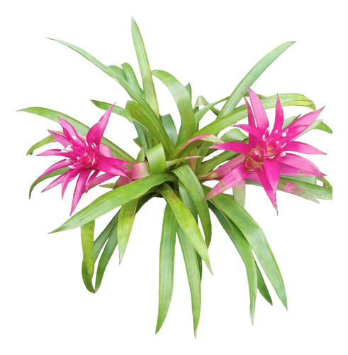 Bromelia Rosada Envío Gratis 