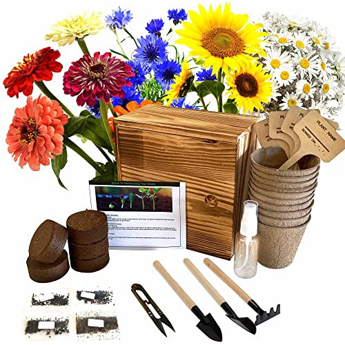 Indoor Daisy Garden Starter Kit, 4 Daisy Flower Seeds P...