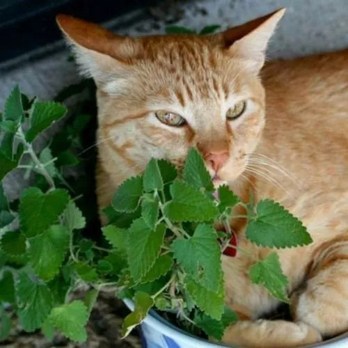 6x Sementes Erva Dos Gatos Catnip (nepeta Cataria) Topseed