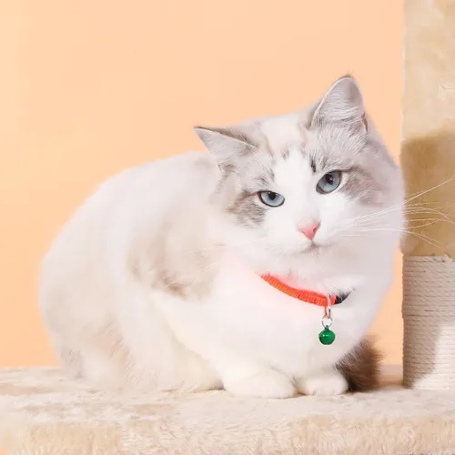 Collar Para Gatos