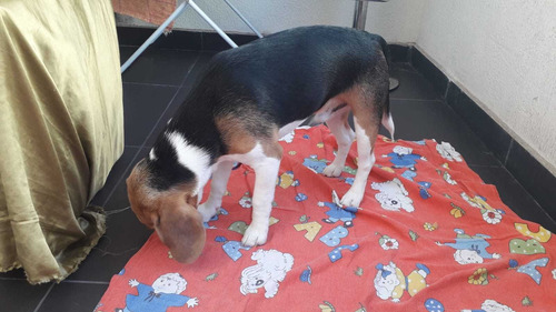 Imagem 3 de 4 de Cachorro Beagle