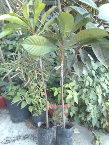 Arbol De Mamey Injerto, Pregunte Costo De Envio