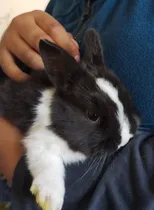 Comprar Conejos Bebés Cabeza De León Y Enanos Holandeses