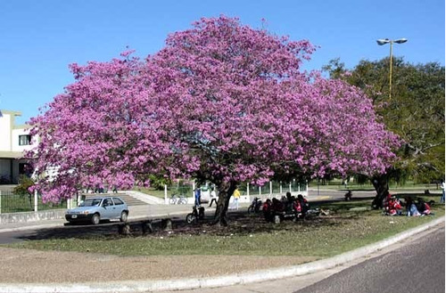 Lapacho Rosado Handroanthus Impetiginosus Árbol Nativo