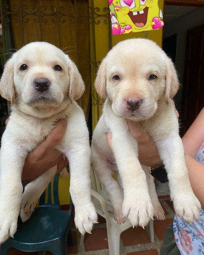 Cachorros Labrador 