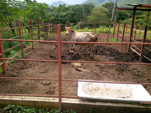 Imagen 12 de 14 de Excelente Finca Ubicada En San Sebastian. Estado Aragua