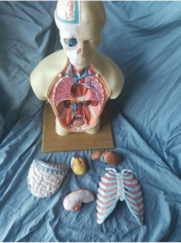 Anatomia Humana  - Archivo Stl