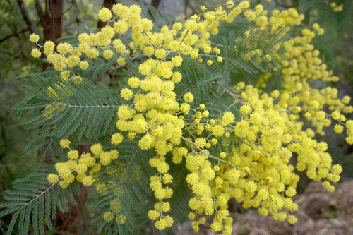 Acacia Dealbata O Aromo Frances - E10 - Envíos