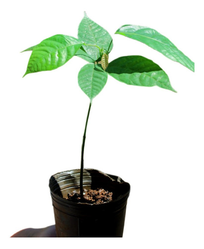 Planta Plantin Cacao, 20 Cm, 3 Meses Envios