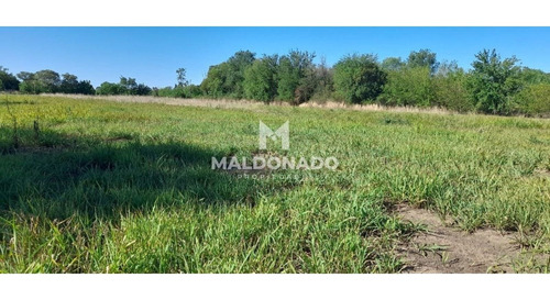 Imagen 8 de 9 de Venta Campo Quinta