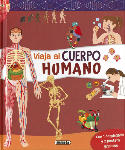Cuerpo Humano, De Ediciones, Susaeta. Editorial Susaeta, Tapa Dura En Español