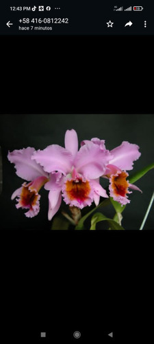 Orquídeas De Jardín.