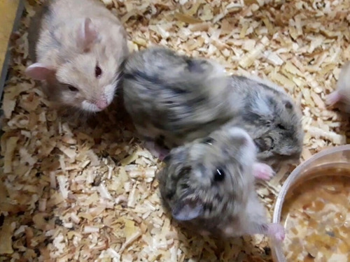 Hamster Ruso + Bolsita De Comida Mascota Ideal