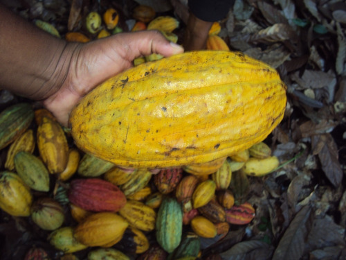 Fincas De Cacao En Venta