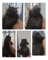 Comprar Gato Persa Pelo Largo