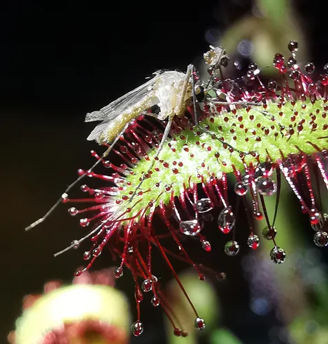 Planta Carnivora Droseras X2
