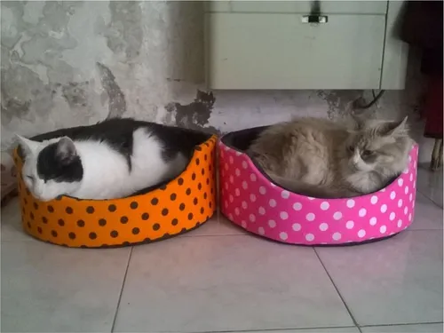 Cuchas gatos online