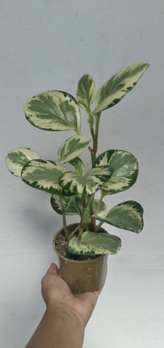 Peperomia Variegada - Plantas De Interior