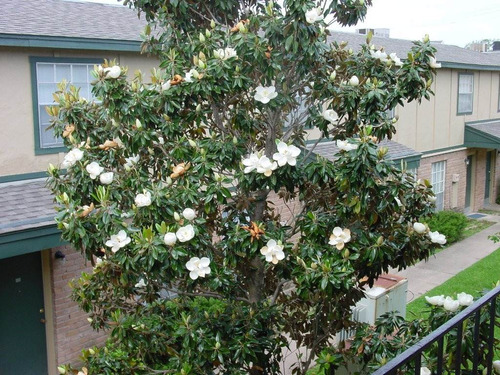 Magnolia Grandiflora Flores Arvores Sementes Para Mudas | MercadoLivre