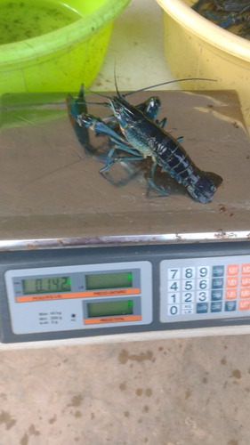 Imagen 6 de 10 de Langosta Australiana Redclaw Crayfish Congelada Chica 1kg