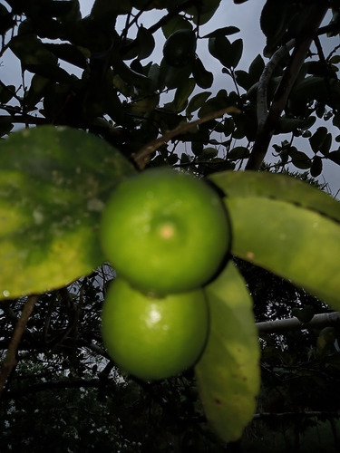 Finca Ganadera En Hatillo Monte Plata Con 100 Tareas Con Luz Y Pozo Recibo Minibus Y Bitcoin