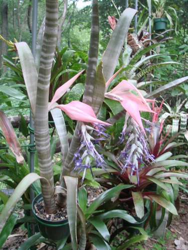 Billbergia Zebrina Planta Exótica