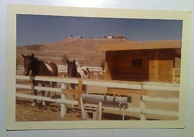 Vintage 60s Photo Two Happy Horses On Ranch Brown & Whit Lql