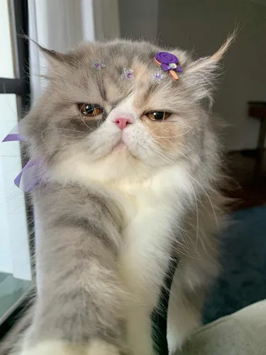 Gata Pérsia