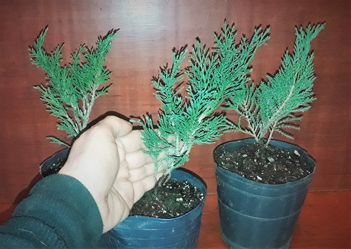 Junipero Sabina (junipero Rastrero) Para Bonsai O Jardin