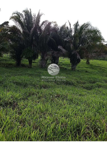 Imagem 2 de 2 de Venda Sítio Ariquemes Em Rondônia - Siv293