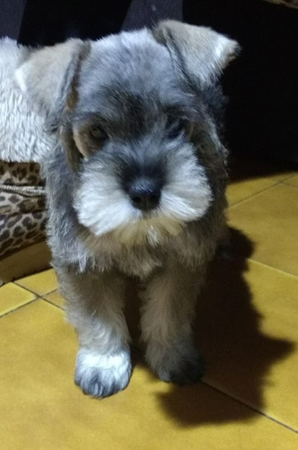 Schnauzer Miniatura Tenemos Machos/hembras