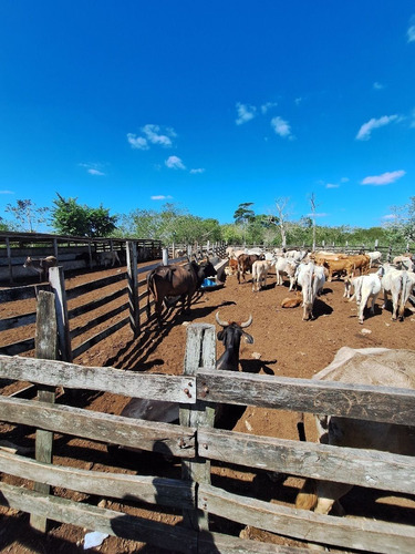 Rancho En Venta Con Cenotes En Excelente Zona Ganadera Del Estado De Yucatán