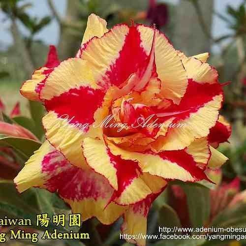 Kit 18 Sementes Rosas Do Deserto Tons Laranjas P Mudas