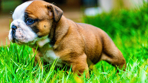 Bulldog Inglês Lindos Filhotes Canil Mantovani