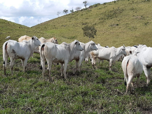 Imagem 14 de 15 de Fazenda Para Venda Em União Dos Palmares, Zona Rural - In - 0010_1-2015625
