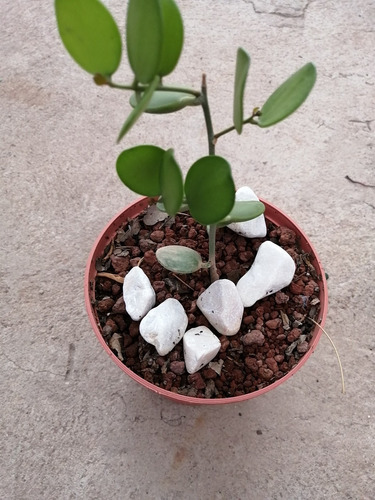 Suculenta Rara. Xerosicyos Danguyi. Hoja Redondas (Usado)