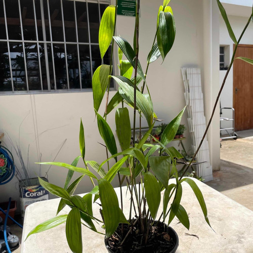 Kit Orquídea Sobralia + Stanhopea Tigrina Muda Adulta