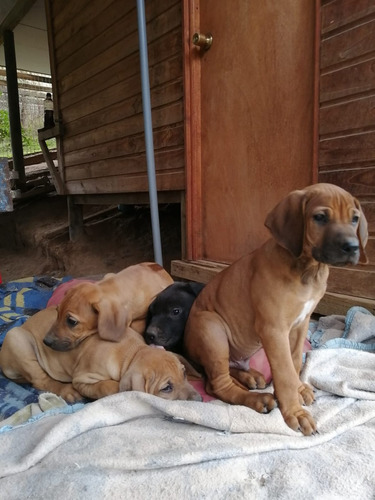 Cachorros Rodesianos De 3 Meses De Edad, Vacunados