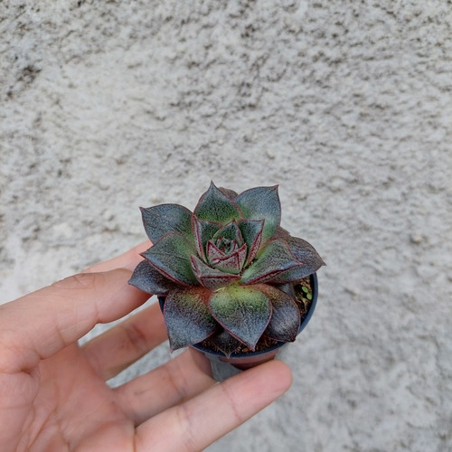 Echeveria Dionysos Suculenta P06
