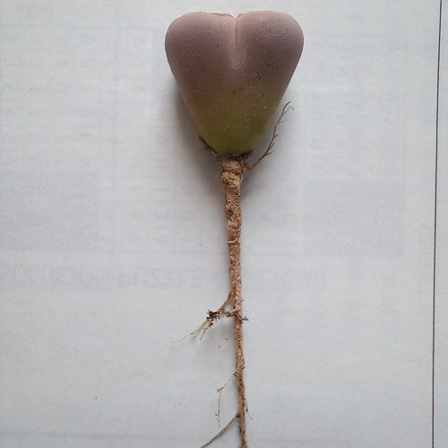 1 Lithops Julii Ssp. Julii C297 (cactus Piedra/suculentas)