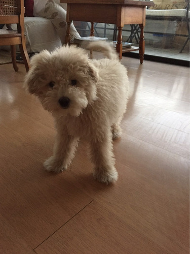 Vendo Perro Poodle De 4 Meses, Desparasitado 