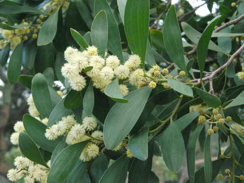 Sementes De Acácia Negra - Acacia Melanoxylon - Árvore