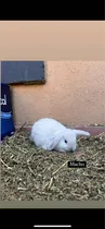 Comprar Conejos Criollos Cruza Con Enanos Bebes
