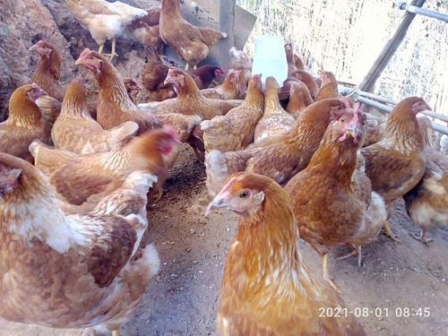 Imagem 1 de 4 de Lote De 70 Frangas Poedeiras