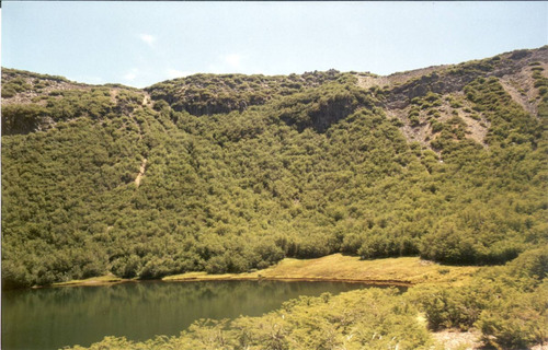 Agrícola Forestal - Inmobiliario En Venta En Tucapel