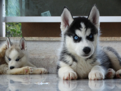 Husky Siberiano