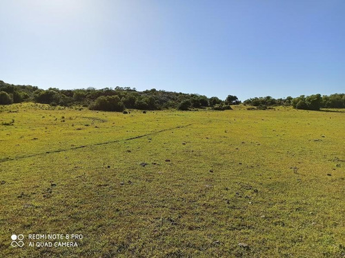 Se Venden 236 Hectáreas, Sobre Ruta 7, Entre Batlle Y Ordóñez Y Valentines. Campo De Sierra, Con Aptitud Ganadero Forestal.