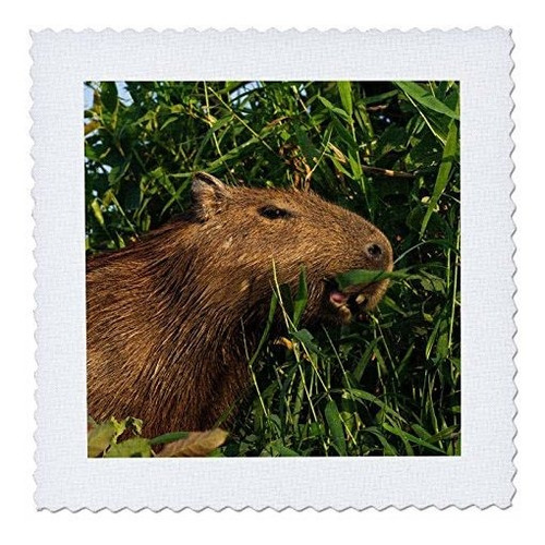 3d Rose Capibara Pantanal Mato Grosso Brasil Cuadrado 12 Por