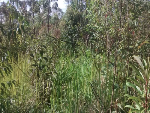 Imagem 5 de 8 de Terreno - Te00022 - 33711529