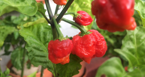150 Semillas De Chile Carolina Reaper Rojo + Sorpresa